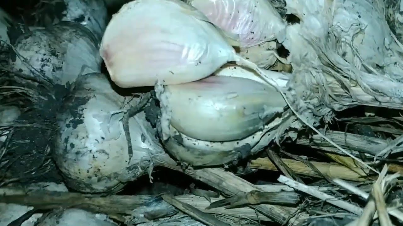 Can You Plant Garlic In The Spring? - YouTube