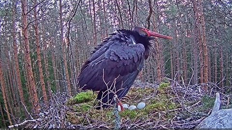 Must-toonekurg~A unwanted visitor is near~ 5:56 AM 2019/04/21