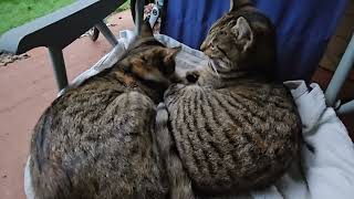 Rescued Adopted Feral Cats Lounging together in One Chair