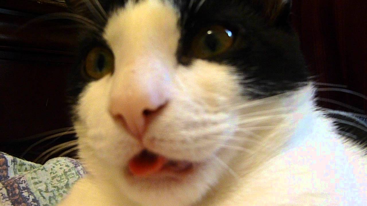 Cat suckles air, no milk to be had.