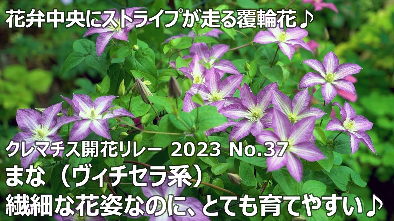 クレマチス開花リレー 2023 No.37】 まな（ヴィチセラ系） - YouTube