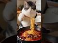 funny cat video 💥🤣🤪#cat#funny #funnyanimal #funnycat #catvideos #catcomedy #againmeowhaha #foryou