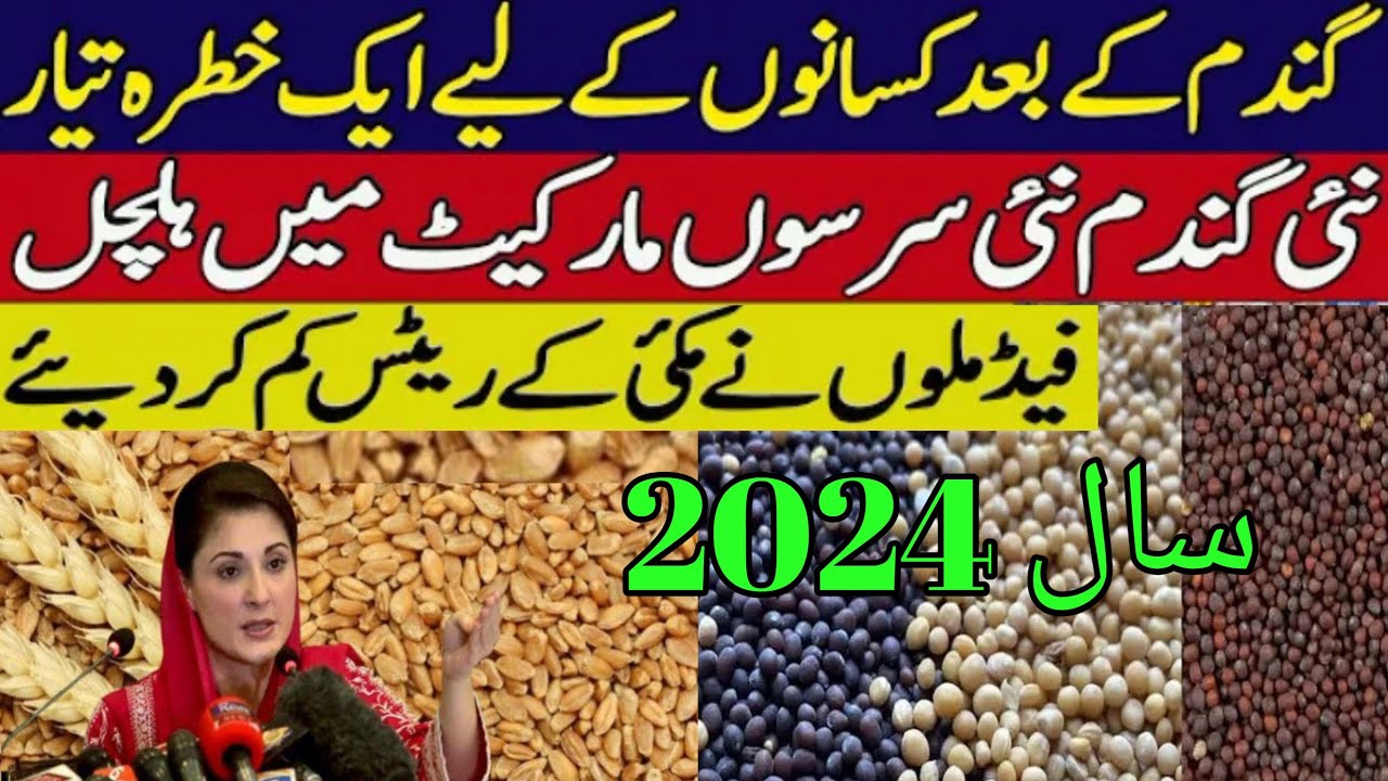 new wheat support price in punjab pakistan 2024 | new SarSon Rate today ...