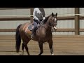 Toast 2013 qh / thoroughbred gelding 16.3 hh
