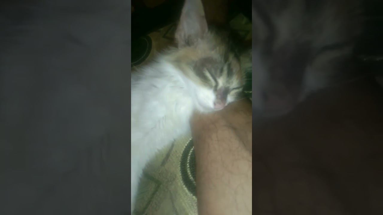 Moci 😍 ...... zZzZzzz..