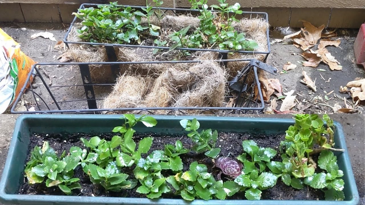 ASMR Cleaning up Hanging Baskets | Coco Liners are falling apart