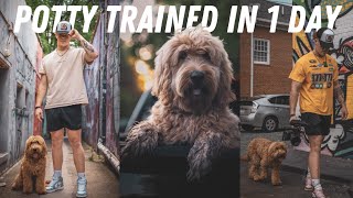 What They Won't Tell You About Potty Training Your Puppy by Gabe Bollinger 28,574 views 1 year ago 7 minutes, 46 seconds