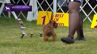 Brussels Griffons | Breed Judging 2022