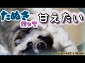 【タヌキと二人暮らし】甘えたいタヌキ(Tanuki is such a baby)