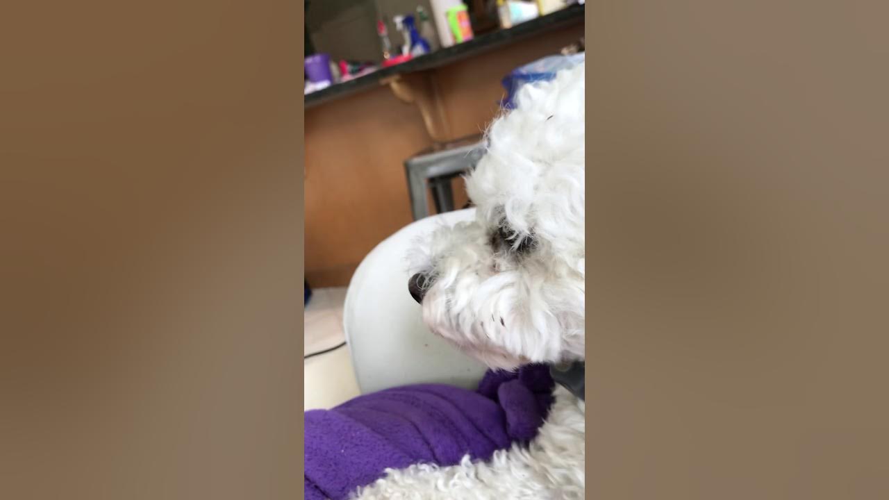 my dog doesnt like being filmed YouTube