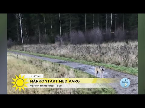 Video: USA Tar Bort Grå Varg Från Utrotningshotad Lista