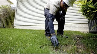 Kingstowne - Tips for Fixing Ugly Grass