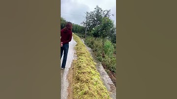 Nông dân khóc ròng vì lúa ngâm nước lũ nảy mầm