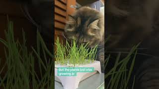 She canβt wait for the plants to grow ππ€·π»ββοΈ #cat She canβt wait for the plants to grow ππ€·π»ββοΈ #cat