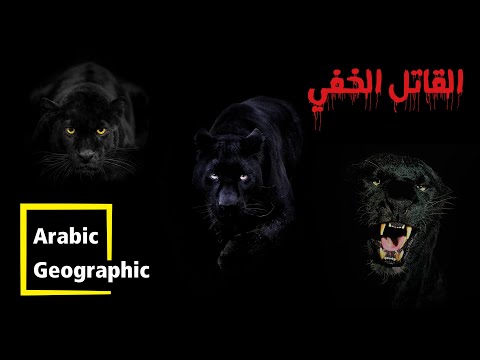 فيديو: جاكوار - سرعة الجري. من هو الأسرع: فهد أم جاكوار؟ صور