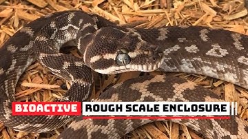 BIOACTIVE ENCLOSURE FOR A YEARLING ROUGH SCALE PYTHON