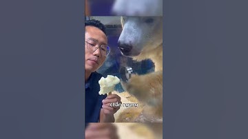 ăn kem trước mặt chú gấu bắc cực