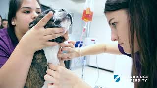 Discover Veterinary Technician Training at Stanbridge University Wealth