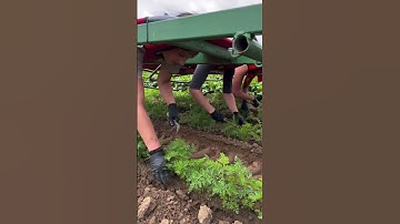 The smart way to harvest carrots! 👏🥕  -  🎥 biohof_hiss