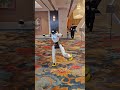 🤖 Running, Dancing, Boxing—AgiBot X2 has mastered nearly all human moves! #agibot #humanoid #robot