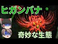 【ゆっくり解説】ヒガンバナの奇妙な呼び名と生態を語る
