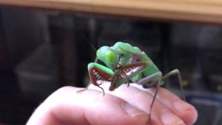 Handling my adult female Hierodula Majuscula (Giant Rainforest Mantis).