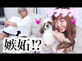 【検証】愛犬に構いすぎたら犬系彼氏が嫉妬⁉︎驚きの行動に…