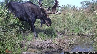 New Brunswick Moose Hunt 2021