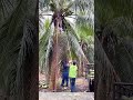 Pole and Blade Harvest: Coordinated Fieldwork to Pick and Load Fresh Coconuts Efficiently