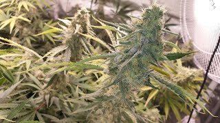 Flowering END-GAME!!!  Day 53 and the end is near.....  First Hydroponic Cannabis Grow Series