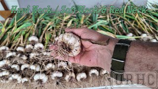 Garlic Harvest 2024