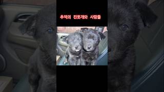 추억의 진돗개와 사람들