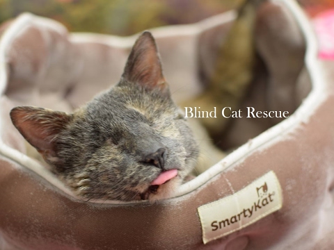 Blind Cat Rescue And Sanctuary Inc Blind Cat Rescue And Sanctuary Inc