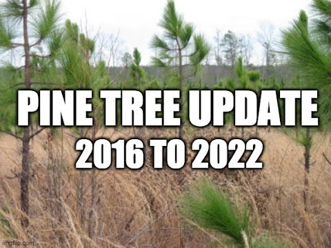 Video: Hvor hurtigt vokser loblolly fyrretræer?