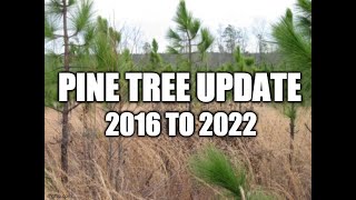 2022 Pine Tree Growth Update