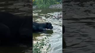 В море синем #юмор #dog #прикол #смешновидео #собака #канекорсо