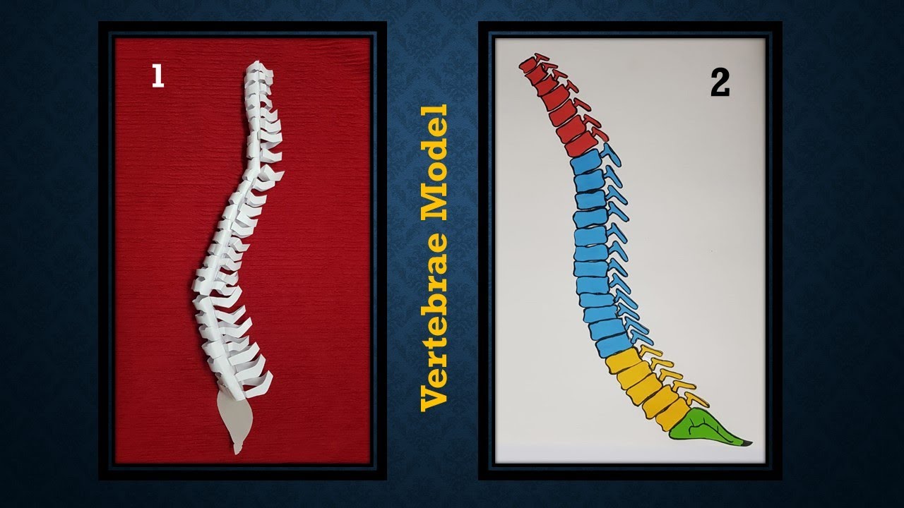 Modeling the Backbone and Spinal Cord – Perkins School for the Blind