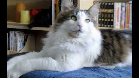 Watch the video about Ola and Alice - Siblings Boy & Girl Norwegian Forest Cats