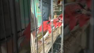 Download Lagu suara pikat burung sepah raja vs flamboyan MP3