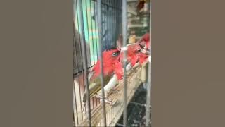 suara pikat burung sepah raja vs flamboyan