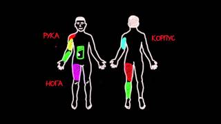 видео Мышцы ног человека: анатомия, строение и названия