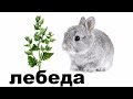Можно ли дать кроликам лебеду