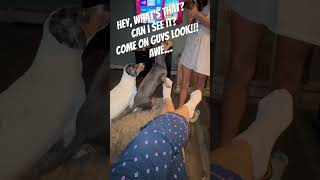 Misty The Mini Begging To See It, What Is It, Can I See It? Tshaven