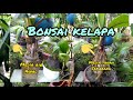 Bonsai kelapa akar setengah meter pidah media air kemedia tanah