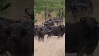 Buffalo Calls And Grunts Sounds From A Herd In Chobe Park