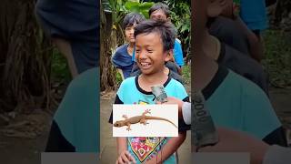 Suara Cicak Krik Krik