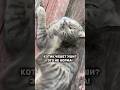 Ушные капли Harly. Артикул— #WW136726 — копируй и вставляй на WB.      #кошки #ушныекапли #ушнойклещ