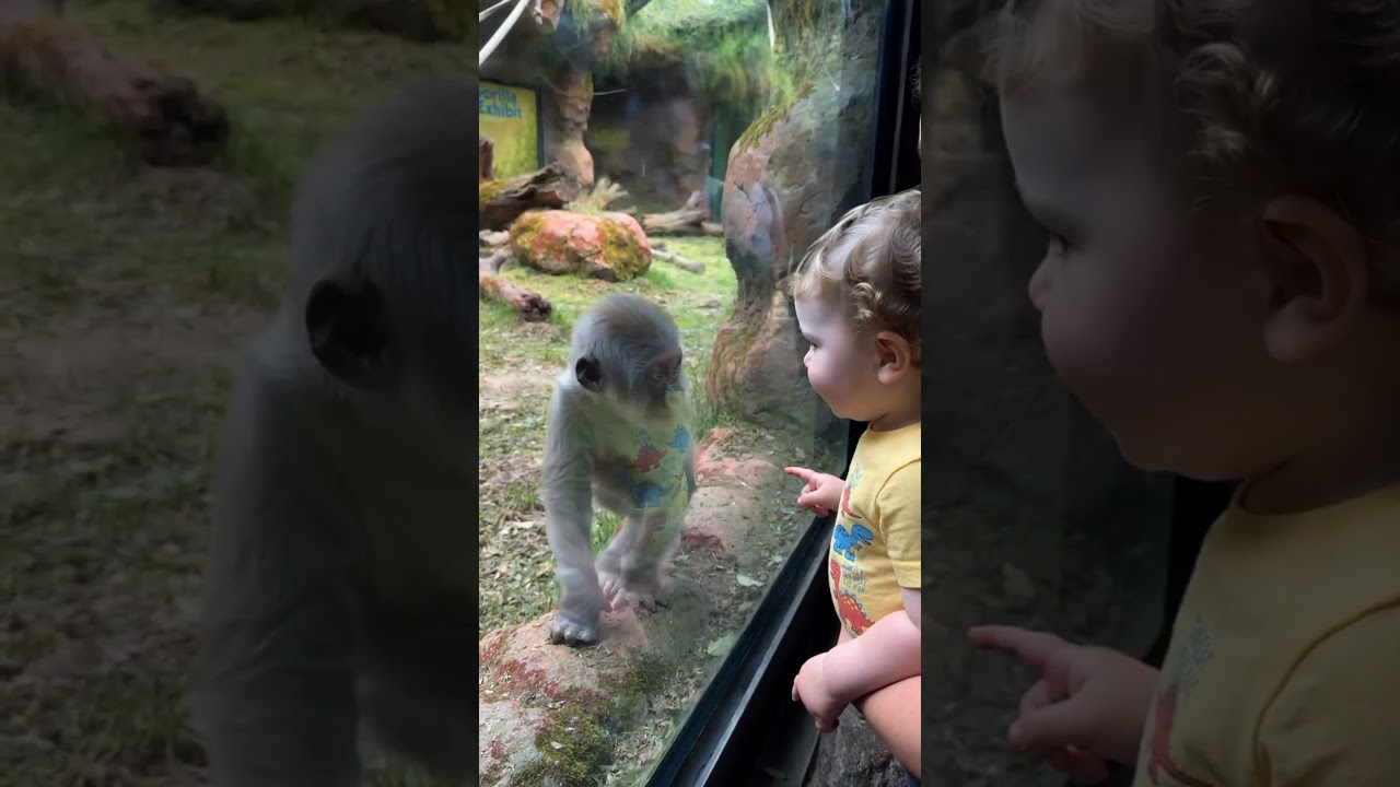 When a Toddler Meets a Baby Monkey at the Zoo…😊 🐒 #gorilla #zoolife 썸네일