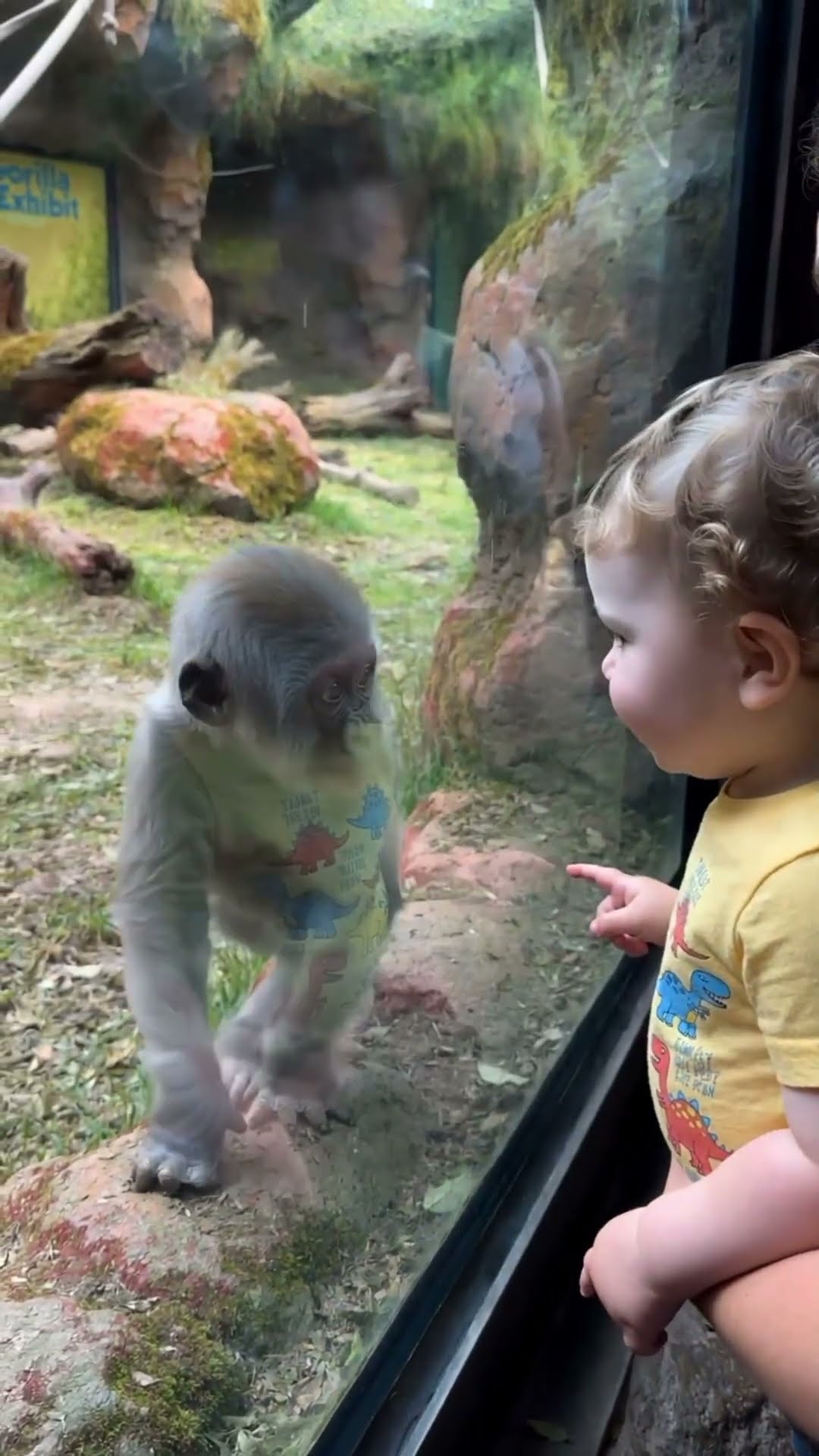 When a Toddler Meets a Baby Monkey at the Zoo…😊 🐒 #gorilla #zoolife