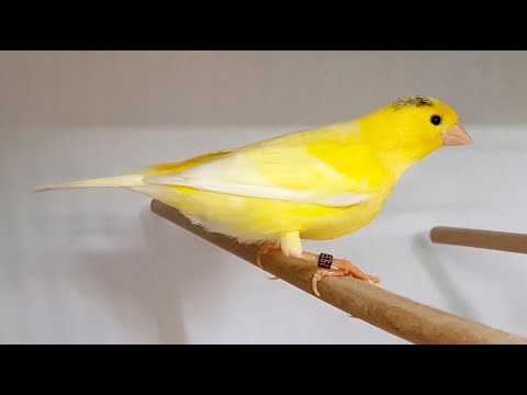 Video: 3 Möglichkeiten, einen Kanarienvogel zu wählen